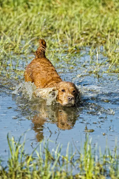 Perro cachorro cocker spaniel jugando en el agua — Foto de Stock