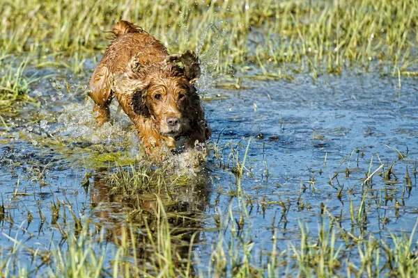 Játszik a víz spániel kutya kölyök — Stock Fotó
