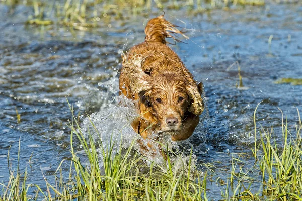 Dog Puppy cocker spaniel playing in the water — Stock Photo, Image