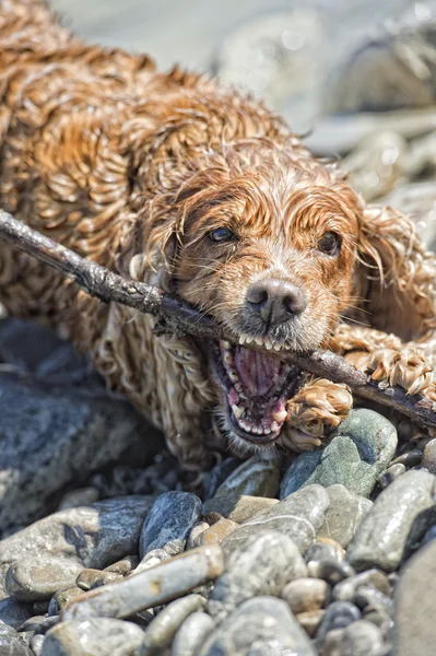 Hundewelpe Cockerspaniel spielt im Wasser — Stockfoto