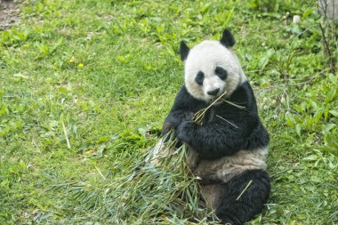 Bambu yerken dev panda