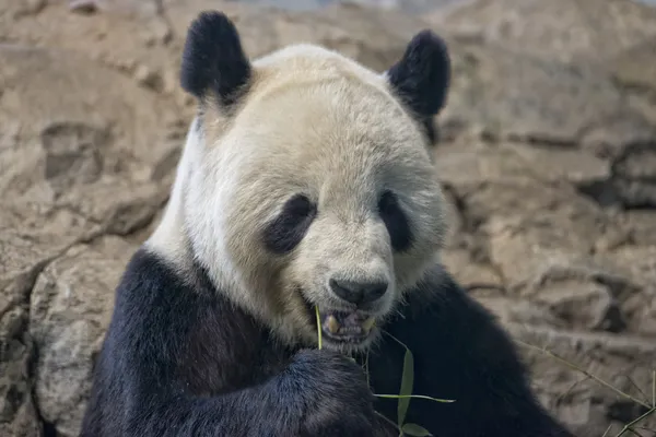 Panda gigante enquanto come bambu — Fotografia de Stock