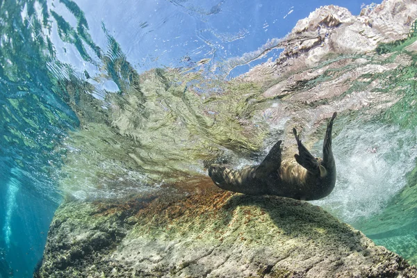 Cachorro león marino bajo el agua mirándote — Foto de Stock