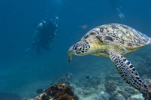 Черепаха подходит к вам под водой — стоковое фото