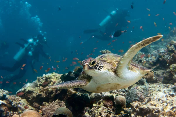 Tortuga que viene a usted bajo el agua — Foto de Stock
