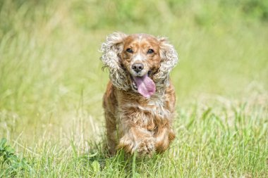 mutlu yavru köpek için çalışıyor
