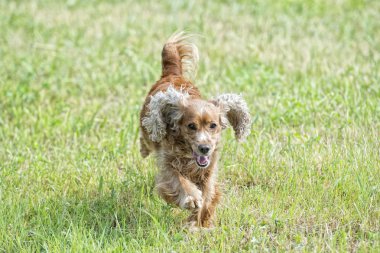 mutlu yavru köpek için çalışıyor