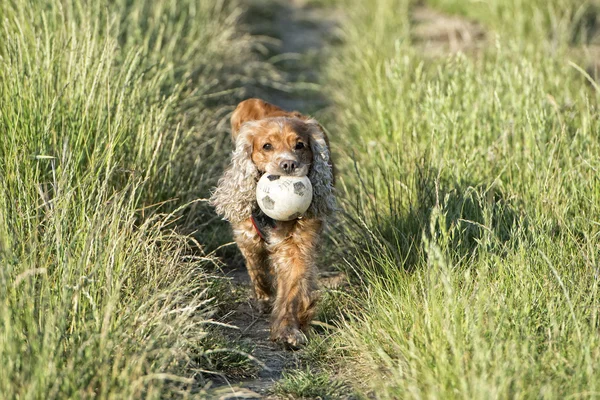 サッカー ボールを保持している犬 — ストック写真