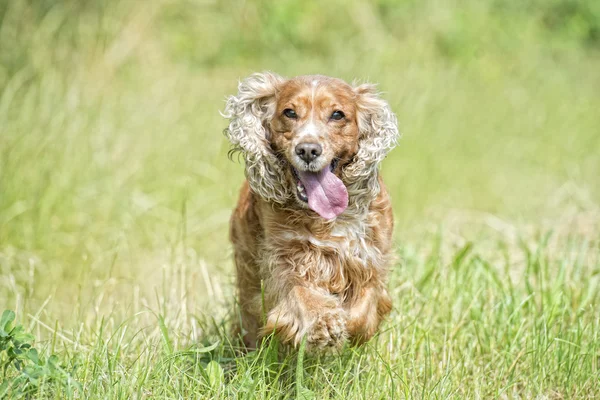 Cachorro feliz cão correndo para você — Fotografia de Stock