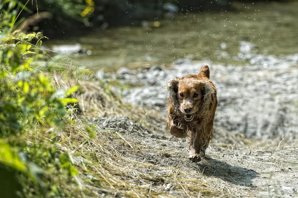 Perro cachorro feliz corriendo a usted — Foto de Stock