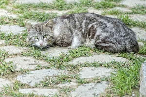 Grå och vit katt tittar på dig — Stockfoto