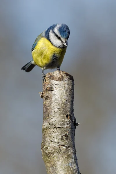 Great blue tit blue yellow and white bird — Stock Photo, Image
