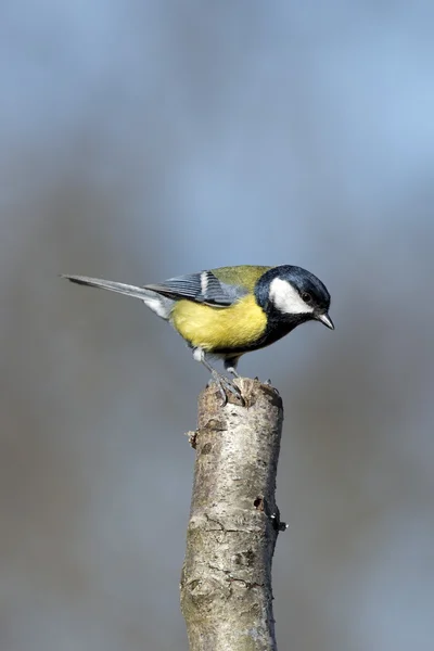 Blauwe Koolmees blauw gele en witte vogel — Stockfoto