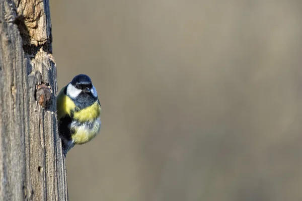 青シジュウカラ青い黄色と白の鳥 — ストック写真