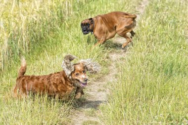 süre çimenlerin üzerinde mücadele köpekler