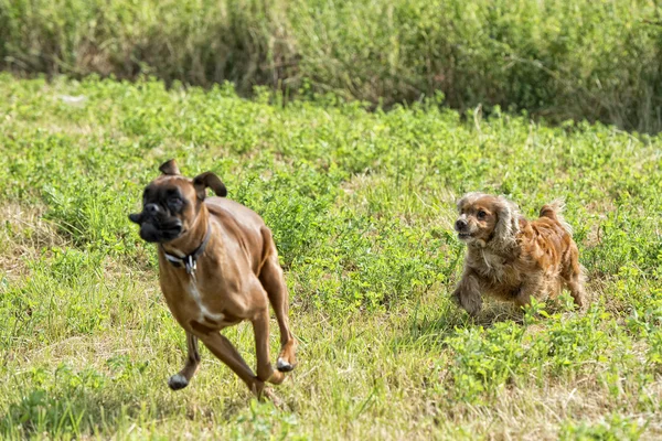 Собаки во время борьбы на траве — стоковое фото
