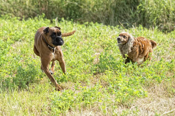 Cães enquanto luta na grama — Fotografia de Stock