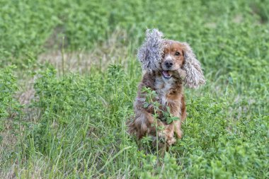 mutlu yavru köpek için çalışıyor