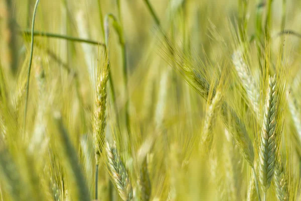 Ear of wheat field detail — Stock Photo, Image