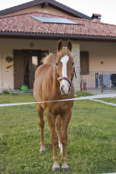 Paard buiten het huis — Stockfoto