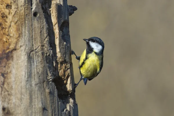 Grande azul tit azul amarelo e branco pássaro — Fotografia de Stock