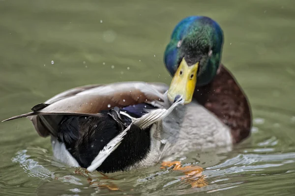 Isolated wild Duck while looking at you in the green background — Stock Photo, Image