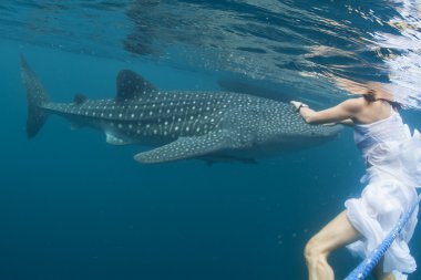 Balina köpekbalığı çok bir snorkelist