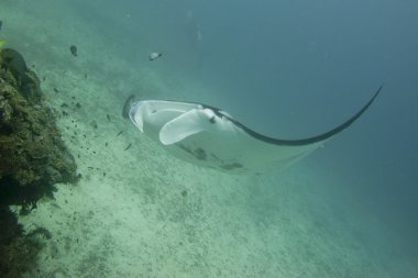 Manta sualtı dalış sırasında portre kadar yakın