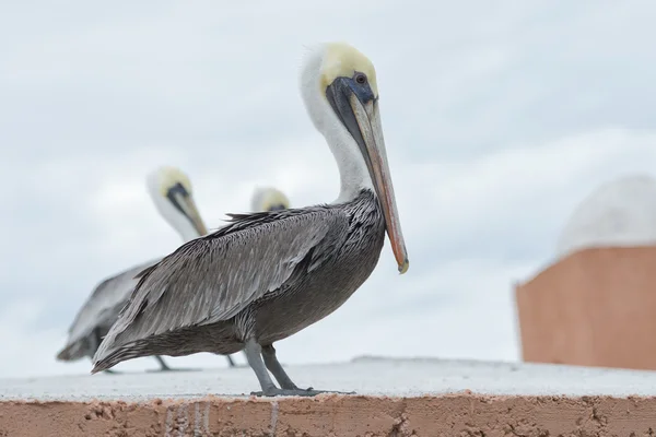 Pelican porträtt — ストック写真