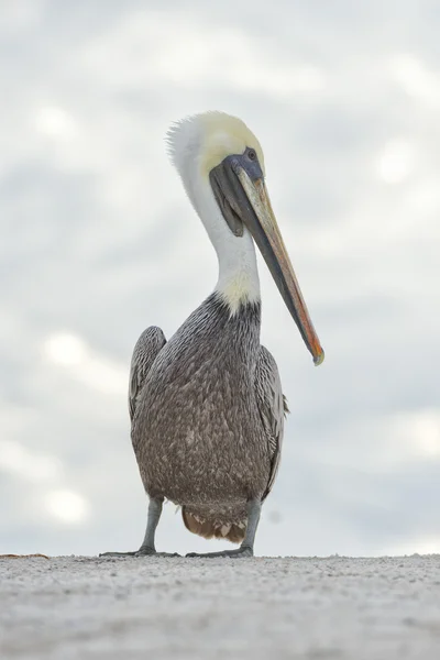 Pelican porträtt — Stockfoto