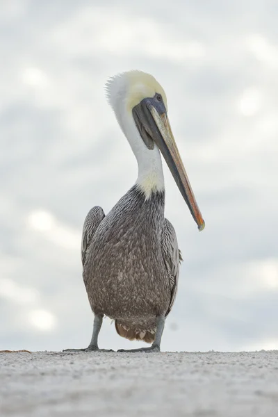 Pelican porträtt — ストック写真