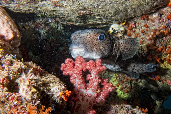 Scatola pesce palla sullo sfondo della barriera corallina — Foto Stock