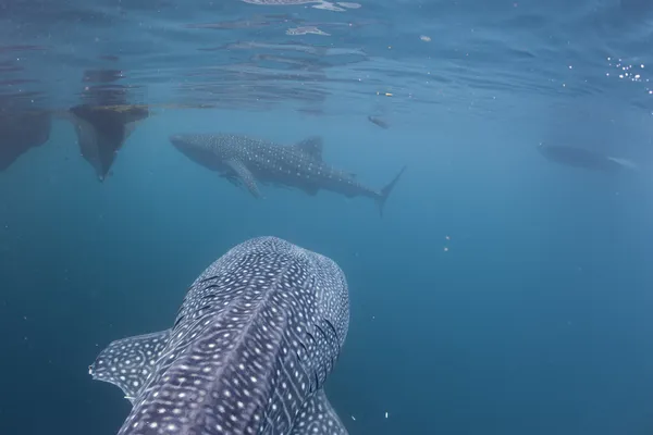 Tubarão-baleia vindo para você debaixo d 'água — Fotografia de Stock