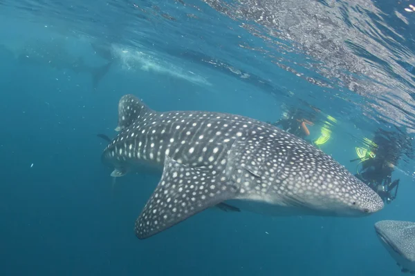 Tiburón ballena viniendo a ti bajo el agua — Foto de Stock