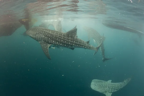Whale Shark coming to you underwater — Stock Photo, Image