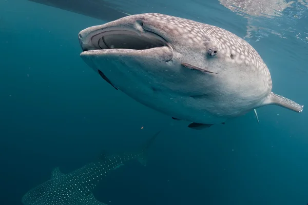 Tiburón ballena viniendo a ti bajo el agua — Foto de Stock