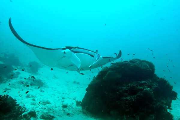 Manta onderwater close-up portret tijdens het duiken — Stockfoto