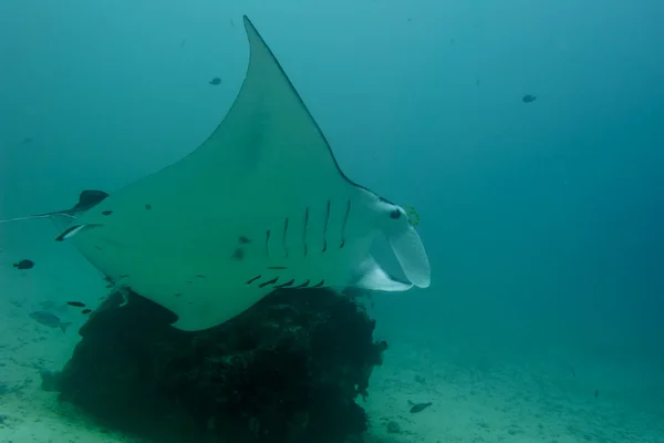 Manta under vattnet närbild porträtt medan dykning — Stockfoto