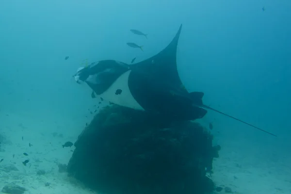 Manta under vattnet närbild porträtt medan dykning — Stockfoto