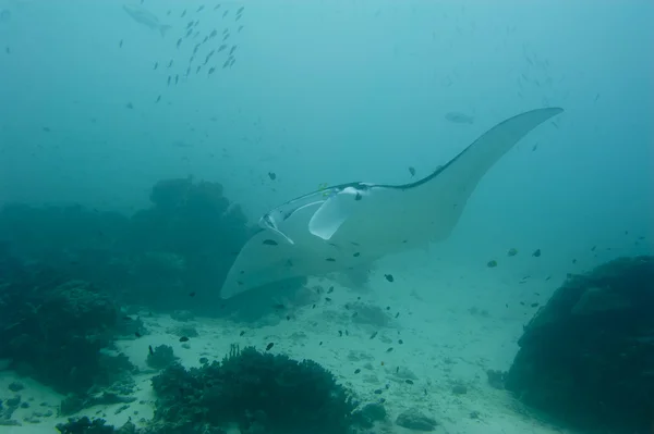 Manta pod wodą z bliska portret podczas nurkowania — Zdjęcie stockowe