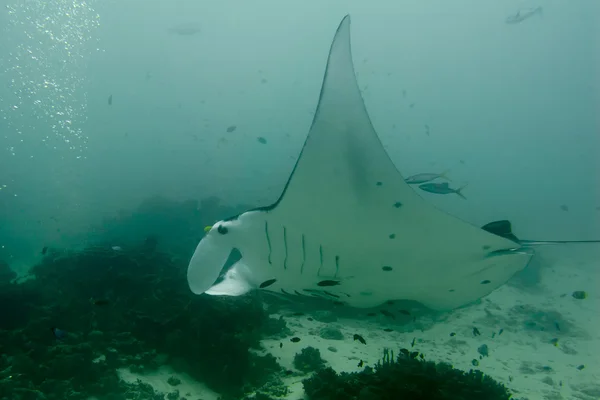 Manta unter Wasser Nahaufnahme Porträt beim Tauchen — Stockfoto