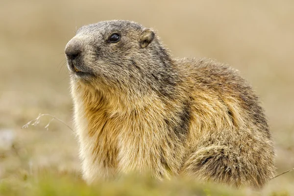 Retrato isolado de marmota — Fotografia de Stock