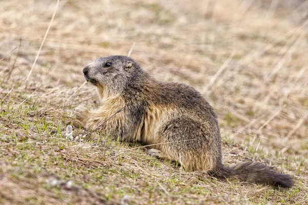 Isolated marmot portrait while looking for food — Stock Photo, Image