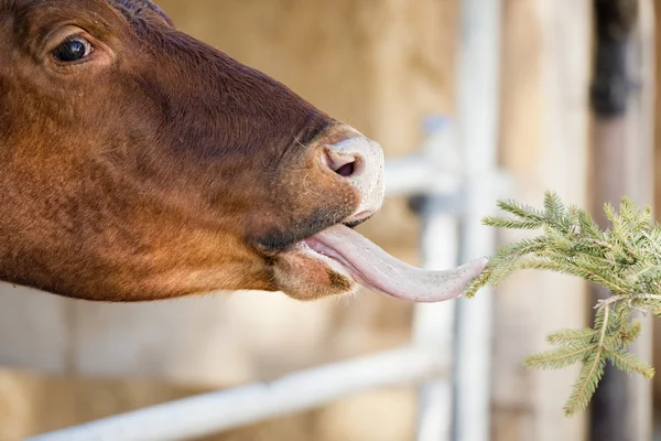 Retrato de vaca mientras lame — Foto de Stock