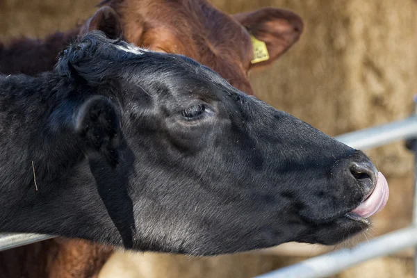 Портрет корови під час лизання — стокове фото