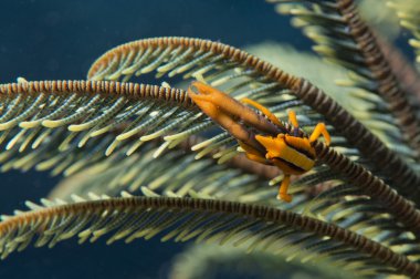 Dijana içinde portakal karides ctab 