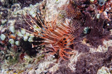 karides yerken squid mürekkep balığı su altında