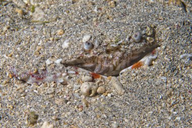 renkli pavurya kafa detayı