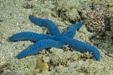 mavi bir deniz yıldızı resif üzerinde asılı 