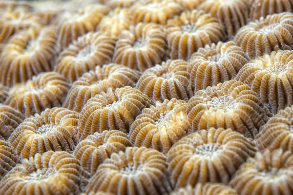 Hard coral detail — Stock Photo, Image